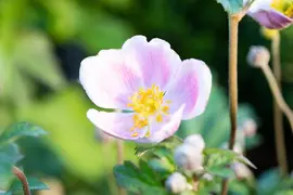 Anemone Hupehensis September Charm (Japanse anemoon) - afbeelding 5