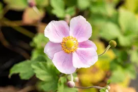 Anemone Hupehensis September Charm (Japanse anemoon) - afbeelding 6