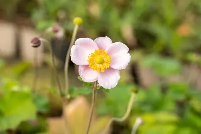 Anemone Hupehensis September Charm (Japanse anemoon) - afbeelding 7