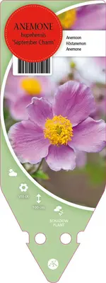 Anemone Hupehensis September Charm (Japanse anemoon) - afbeelding 1