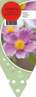 Anemone Hupehensis September Charm (Japanse anemoon) - afbeelding 1
