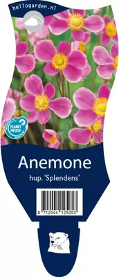 Anemone hupehensis 'Splendens' (Anemoon) - afbeelding 1