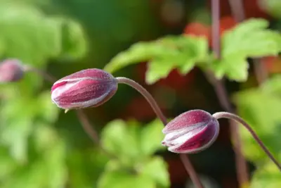 Anemone hupehensis 'Splendens' (Anemoon) - afbeelding 4