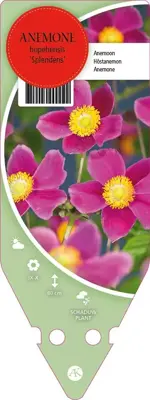 Anemone Hupehensis Splendens (Japanse anemoon) - afbeelding 1