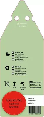 Anemone Hupehensis Splendens (Japanse anemoon) - afbeelding 2