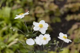 Anemone Hybr. Honorine Jobert (Japanse anemoon) - afbeelding 5