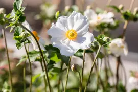 Anemone Hybr. Honorine Jobert (Japanse anemoon) - afbeelding 6