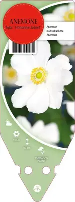 Anemone Hybr. Honorine Jobert (Japanse anemoon) - afbeelding 1