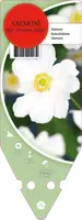Anemone Hybr. Honorine Jobert (Japanse anemoon) - afbeelding 1