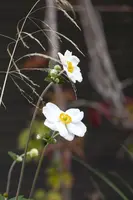 Anemone Hybr. Honorine Jobert (Japanse anemoon) - afbeelding 3