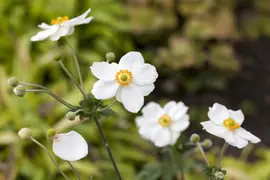 Anemone hybrida 'Honorine Jobert' (Japanse anemoon) - afbeelding 3