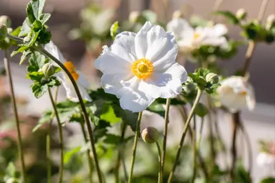 Anemone hybrida 'Honorine Jobert' (Japanse anemoon) - afbeelding 5