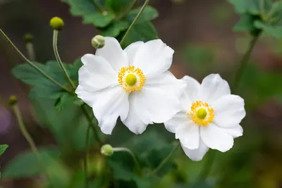 Anemone hybrida 'Honorine Jobert' (Japanse anemoon) - afbeelding 6