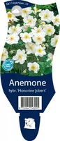 Anemone hybrida 'Honorine Jobert' (Japanse anemoon) - afbeelding 1