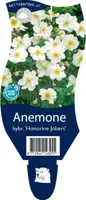 Anemone hybrida 'Honorine Jobert' (Japanse anemoon) - afbeelding 1