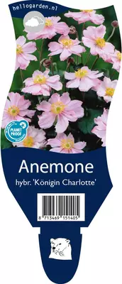 Anemone hybrida 'Königin Charlotte' (Japanse anemoon) - afbeelding 1
