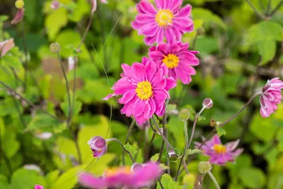 Anemone hybrida 'Pamina' (Japanse anemoon) - afbeelding 2