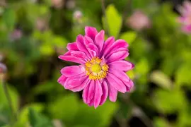 Anemone hybrida 'Pamina' (Japanse anemoon) - afbeelding 3