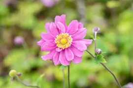 Anemone hybrida 'Pamina' (Japanse anemoon) - afbeelding 4