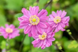 Anemone hybrida 'Pamina' (Japanse anemoon) - afbeelding 6
