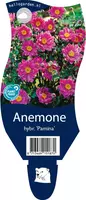 Anemone hybrida 'Pamina' (Japanse anemoon) kopen?