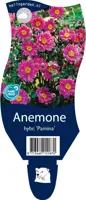 Anemone hybrida 'Pamina' (Japanse anemoon) kopen?