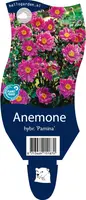 Anemone hybrida 'Pamina' (Japanse anemoon) - afbeelding 1