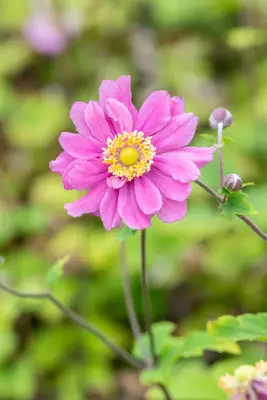 Anemone hybrida 'Pamina' (Japanse anemoon) - afbeelding 5