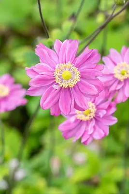 Anemone hybrida 'Pamina' (Japanse anemoon) - afbeelding 7