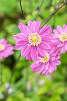 Anemone hybrida 'Pamina' (Japanse anemoon) - afbeelding 7