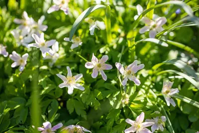 Anemone nemorosa 'Rosea' (Bosanemoon 'Rosea') - afbeelding 1