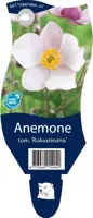 Anemone tomentosa 'Robustissima' (Japanse anemoon) - afbeelding 1