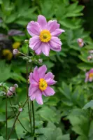 Anemone tomentosa 'Robustissima' (Japanse anemoon) - afbeelding 3