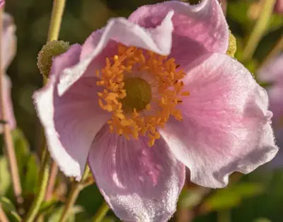 Anemone tomentosa 'Robustissima' (Japanse anemoon) - afbeelding 2