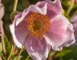 Anemone tomentosa 'Robustissima' (Japanse anemoon) - afbeelding 2