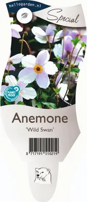 Anemone 'Wild Swan' (Anemoon) - afbeelding 1