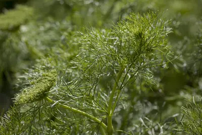 Anethum graveolens (Dille) 15cm - afbeelding 2