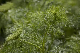 Anethum graveolens (Dille) 15cm - afbeelding 2