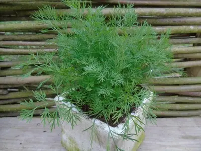 Anethum graveolens (Dille) 15cm - afbeelding 1