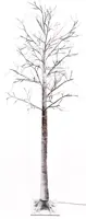 Anna's Collection LED berkenboom 204 lampjes bruin, 200cm, classic - afbeelding 1