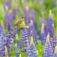 Anna's Collection tuinschilderij balkankwikstaart 58x58cm multi kopen?