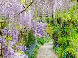 Anna's Collection tuinschilderij blauwe regen 78x58cm multi kopen?