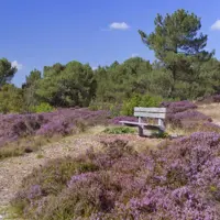 Anna's Collection tuinschilderij bloeiende heide 58x58cm multi kopen?
