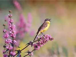 Anna's Collection tuinschilderij gele kwikstaart 78x58cm multi kopen?