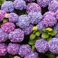 Anna's Collection tuinschilderij hortensia 78x78cm multi kopen?