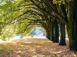 Anna's Collection tuinschilderij laan met bomen 78x58cm multi kopen?