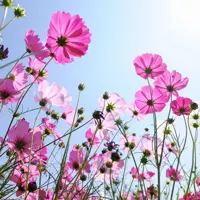 Anna's Collection tuinschilderij roze veldbloemen 58x58cm multi kopen?