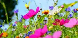 Anna's Collection tuinschilderij veldbloemen 118x58cm multi kopen?