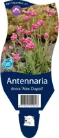 Antennaria dioica 'Alex Duguid' (Rozenkransje) - afbeelding 1