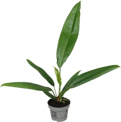 Anthurium 'Bakeri' (Flamingoplant) 40cm - afbeelding 1